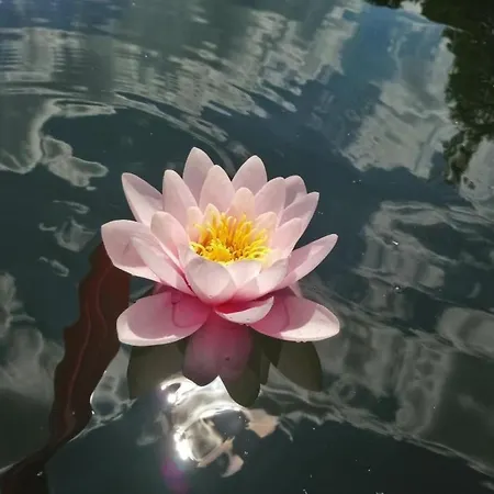 Waldhaus57 Silbersee By Interhome 펜션 *